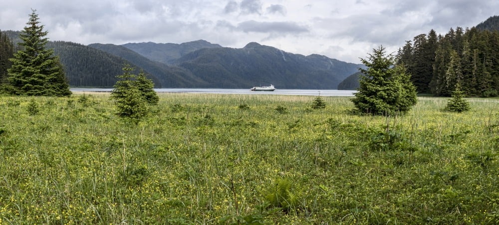 Wildflowers in meadow with mountain range in background Southeast Alaska Alaska USA Canvas Art - Panoramic Images (27 x 9)