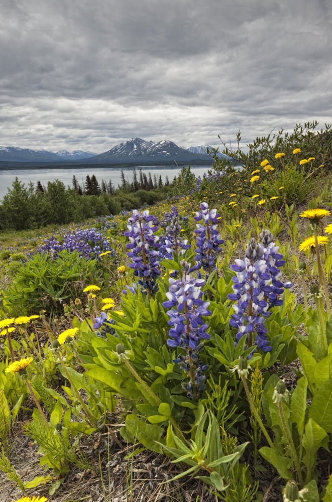 Wildflowers (lupins and dandelions) on the roadside along the shores of Dezadeash Lake Yukon Canada Canvas Art - Robert Postma Design Pics (11 x 17)