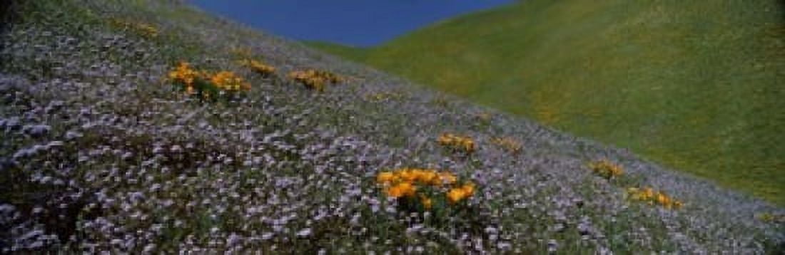 Wildflowers on a hillside California USA Canvas Art - Panoramic Images (18 x 6)