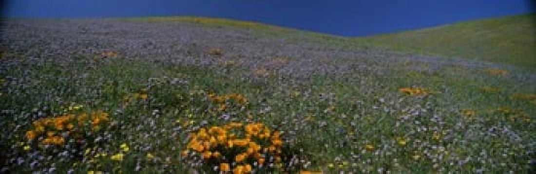 Wildflowers on a hillside California USA Canvas Art - Panoramic Images (18 x 6)