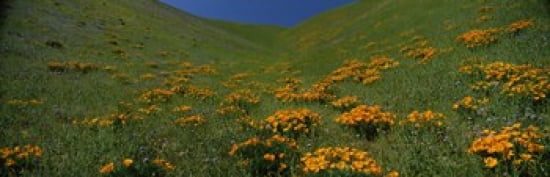 Wildflowers on a hillside California USA Canvas Art - Panoramic Images (36 x 12)