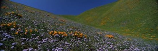 Wildflowers on a hillside California USA Canvas Art - Panoramic Images (36 x 12)