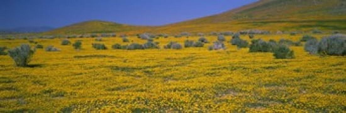 Wildflowers on a landscape California USA Canvas Art - Panoramic Images (18 x 6)