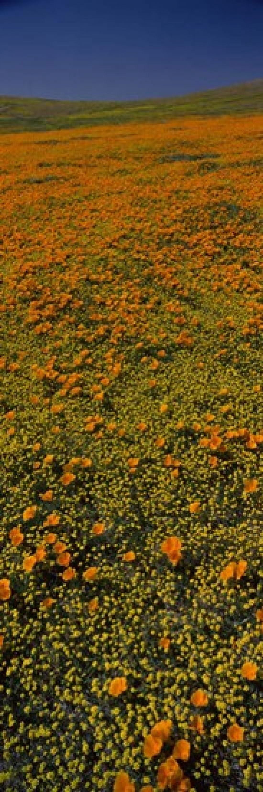 Wildflowers on a landscape California USA Canvas Art - Panoramic Images (18 x 6)