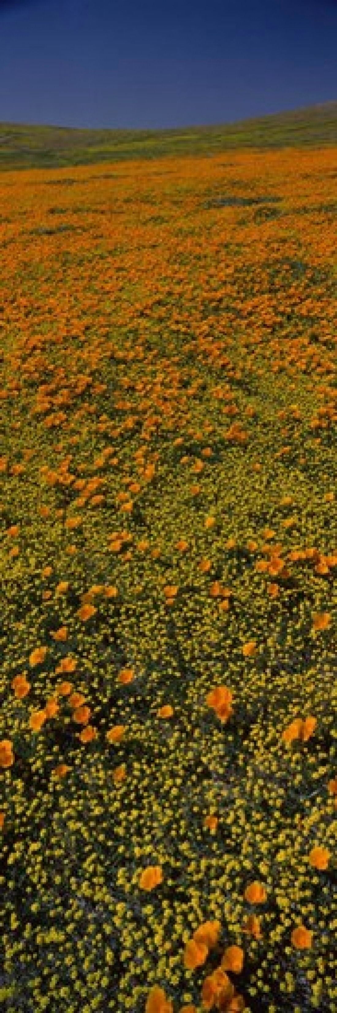 Wildflowers on a landscape California USA Canvas Art - Panoramic Images (36 x 12)