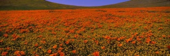 Wildflowers on a landscape California USA Canvas Art - Panoramic Images (36 x 12)