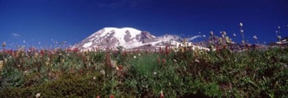 Wildflowers on mountains Mt Rainier Pierce County Washington State USA Canvas Art - Panoramic Images (18 x 7)