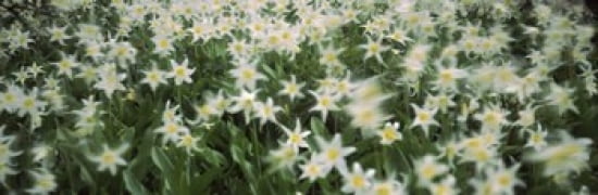 Wildflowers on mountains Mt Rainier Pierce County Washington State USA Canvas Art - Panoramic Images (36 x 12)