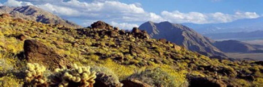 Wildflowers on rocks Anza Borrego Desert State Park Borrego Springs San Diego County California USA Canvas Art - Panoramic Images (18 x 6)