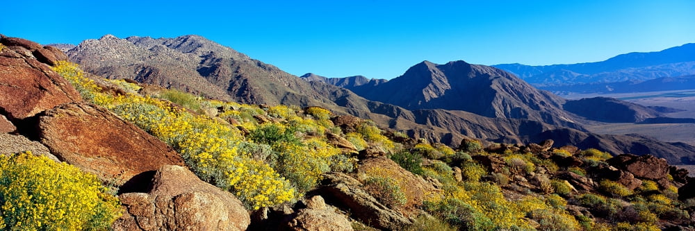 Wildflowers on rocks Anza Borrego Desert State Park Borrego Springs San Diego County California USA Canvas Art - Panoramic Images (27 x 9)