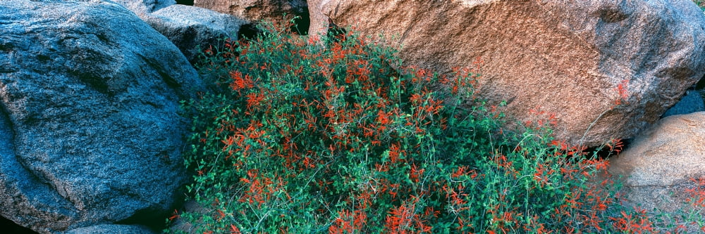 Wildflowers on rocks Anza Borrego Desert State Park Borrego Springs San Diego County California USA Canvas Art - Panoramic Images (36 x 12)