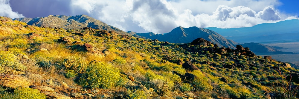 Wildflowers on rocks Anza Borrego Desert State Park Borrego Springs San Diego County California USA Canvas Art - Panoramic Images (36 x 12)