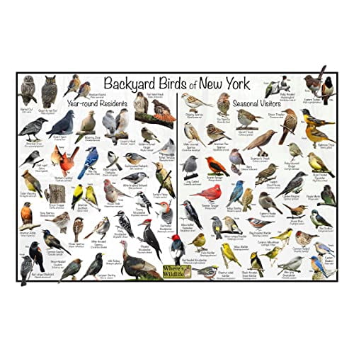 Where's Wildlife Backyard Birds of New York Bird Identification Poster ...