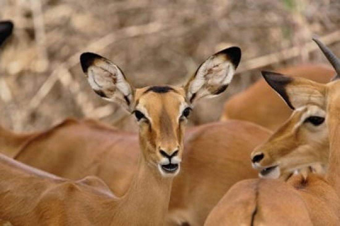Wildlife Female Impala Samburu Game Reserve Kenya Canvas Art - Adam Jones  DanitaDelimont (24 x 15)