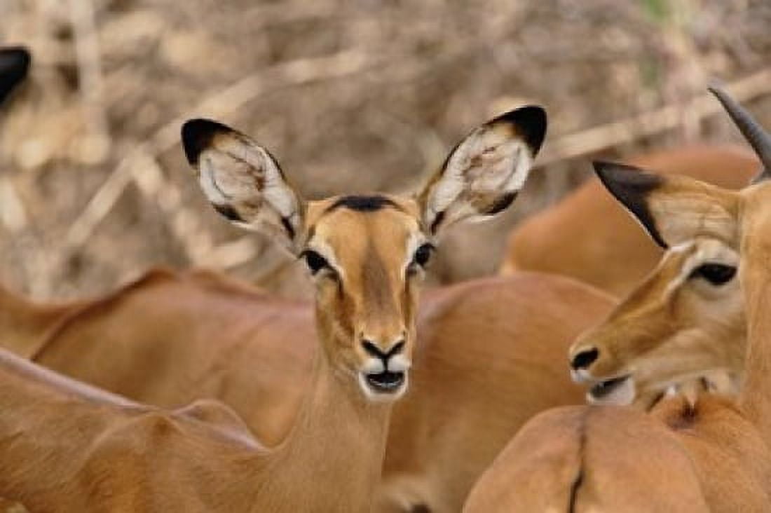 Wildlife Female Impala Samburu Game Reserve Kenya Canvas Art - Adam Jones DanitaDelimont (35 x 23)