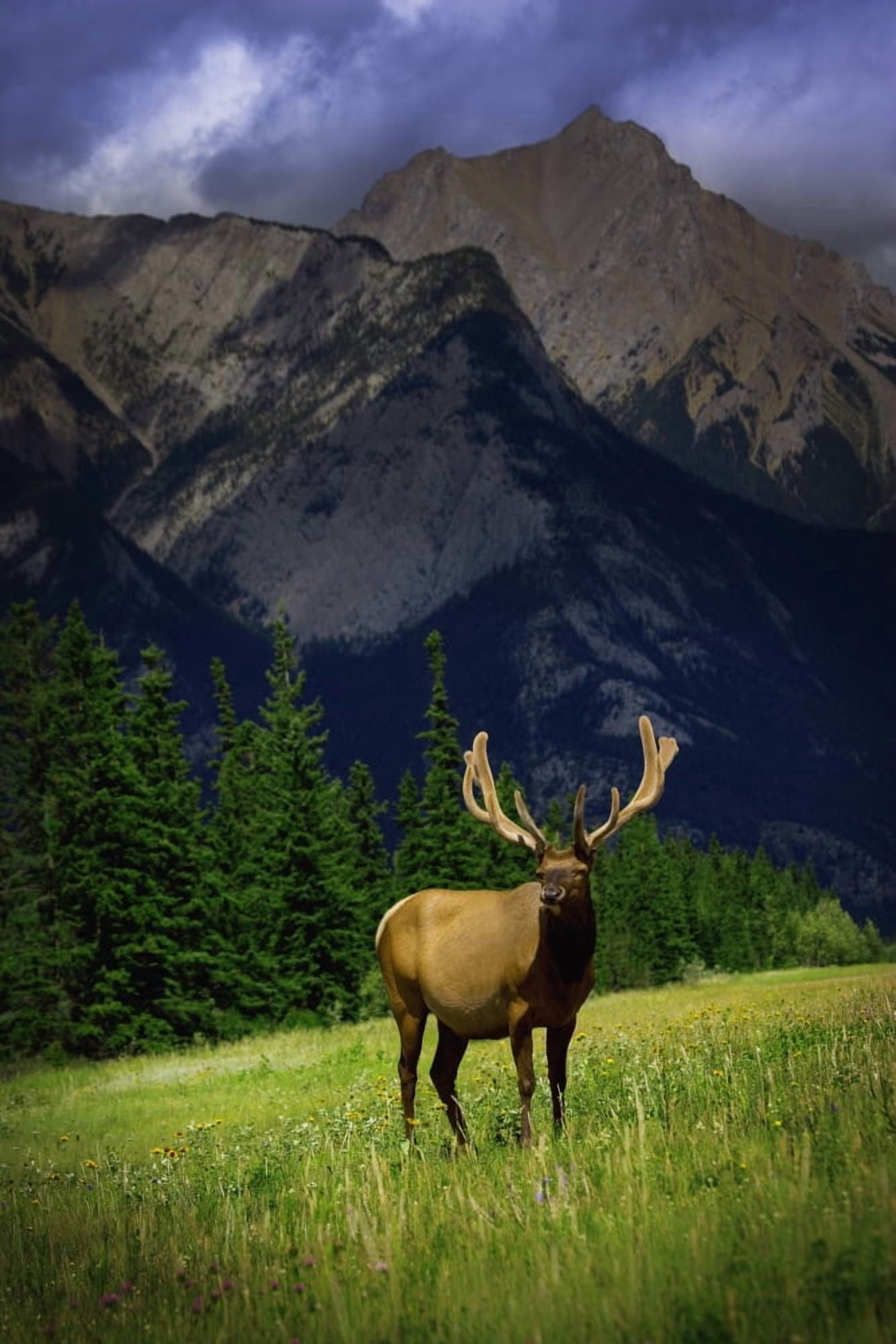 Wildlife In The Mountains Canvas Art - Darren Greenwood Design Pics (11 x 17)