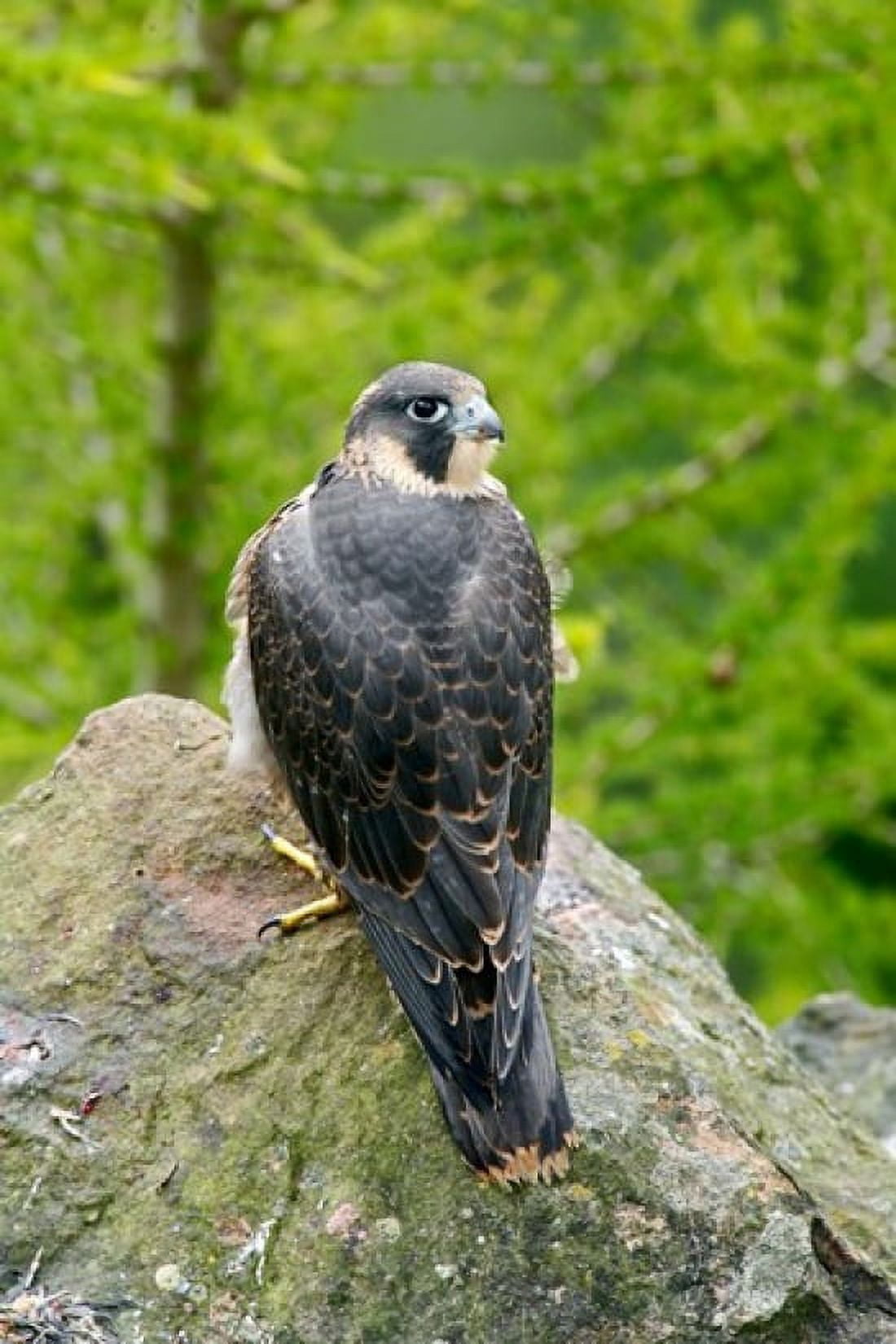 Wildlife Peregrine Falcon Bird on Rock Canvas Art - David Slater DanitaDelimont (23 x 34)