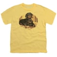 thumbnail image 1 of Wildlife - Picture Perfect Dachshunds - Youth Short Sleeve Shirt - Medium, 1 of 2