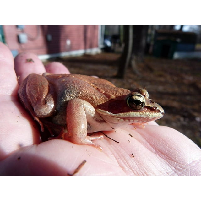 Wildlife Pink Frogs Amphibian Wood Frog - Laminated Poster Print -12