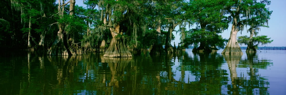 Wildlife Refuge at Lake Fausse Pointe State Park Louisiana Canvas Art - Panoramic Images (36 x 12)