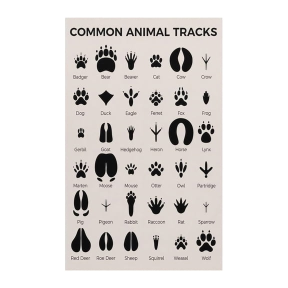 Wildlife Study Poster Animal Footprints Identification Educational Tracks Chart for Outdoor Learning Classroom Home Decor