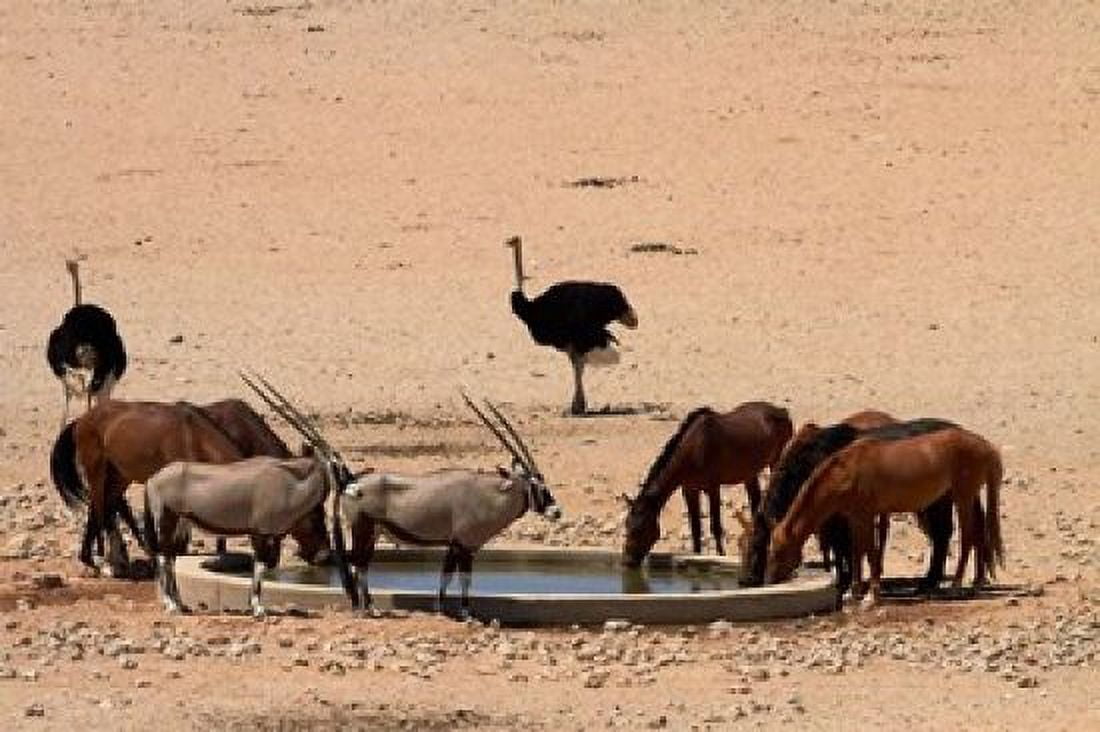 Wildlife at Garub waterhole Namib-Naukluft NP Namibia Africa Canvas Art - David Wall DanitaDelimont (24 x 15)