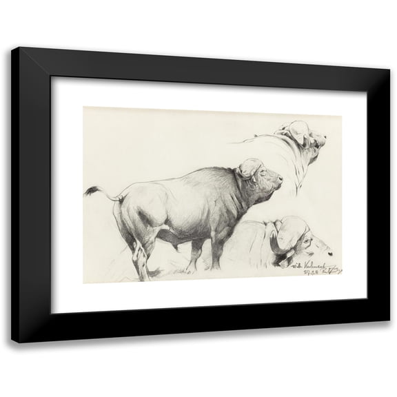 Wilhelm Kuhnert 14x11 Black Modern Framed Museum Art Print Titled - Cape Buffalo (1916)