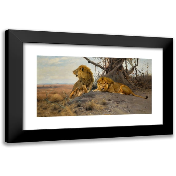Wilhelm Kuhnert 18x11 Black Modern Framed Museum Art Print Titled - Rumbling Lion (1912)