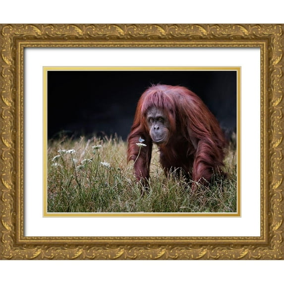 Wilkinson, Hugh 32x25 Gold Ornate Wood Framed with Double Matting Museum Art Print Titled - Orang-Utan With Butterfly.