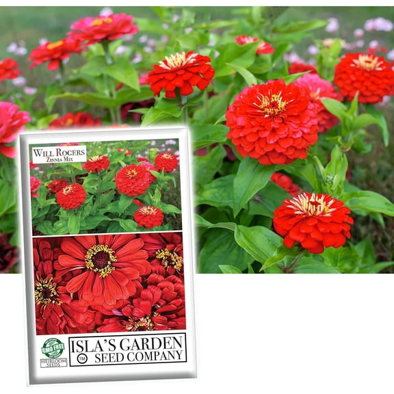 "Will Rogers" Zinnia Seeds for Planting, 50+ Heirloom Flower Seeds Per Packet Non GMO Seeds, Botanical Name Zinnia elegans, Great Home Garden Gift