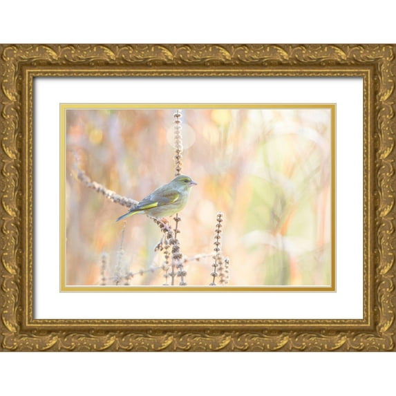 Willaert, Erik 32x23 Gold Ornate Wood Framed with Double Matting Museum Art Print Titled - Green Finch