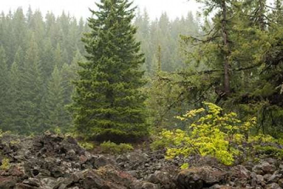 Willamette Natl Forest V Canvas Art - Erin Berzel (24 x 36)