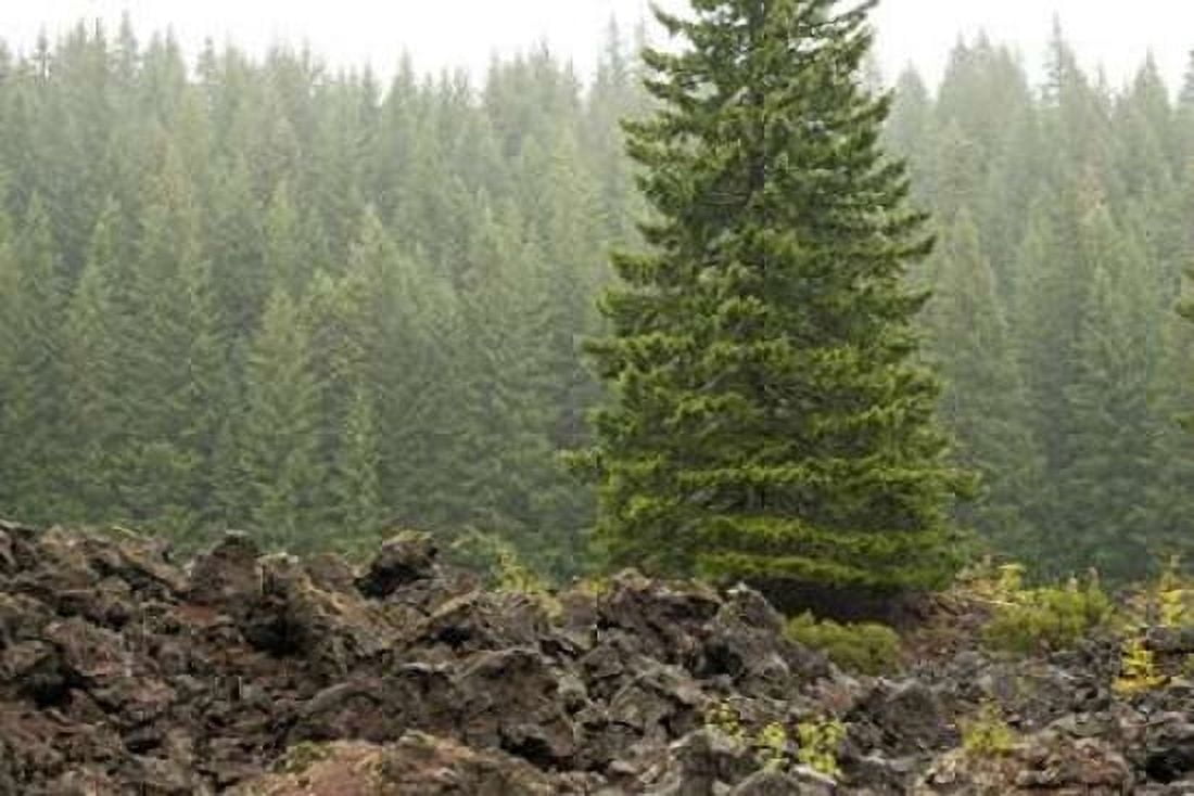 Willamette Natl Forest VI Canvas Art - Erin Berzel (24 x 36)