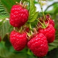 thumbnail image 1 of Willamette Raspberry Bush, Deciduous Fruit Bearing Plant, grown in a 1 Gallon Pot (1-Pack), 1 of 4