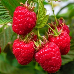 Willamette Raspberry Bush, Deciduous Fruit Bearing Plant, grown in a 1 Gallon Pot (1-Pack)
