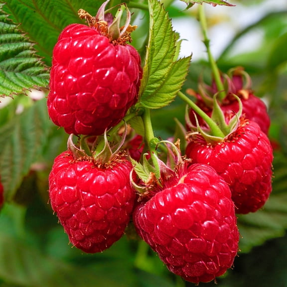 Willamette Raspberry Bush, Deciduous Fruit Bearing Plant, grown in a 1 Gallon Pot (1-Pack)