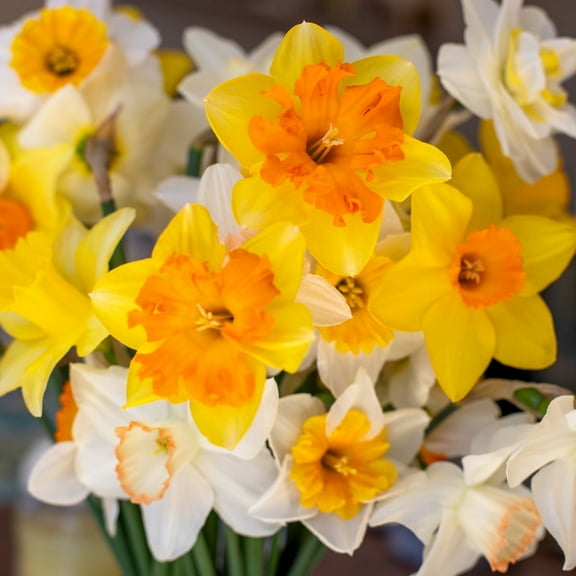 25 Mixed Daffodil Bulbs  Naturalizing Narcissus Variety Pack  Perfect for Borders & Spring Color