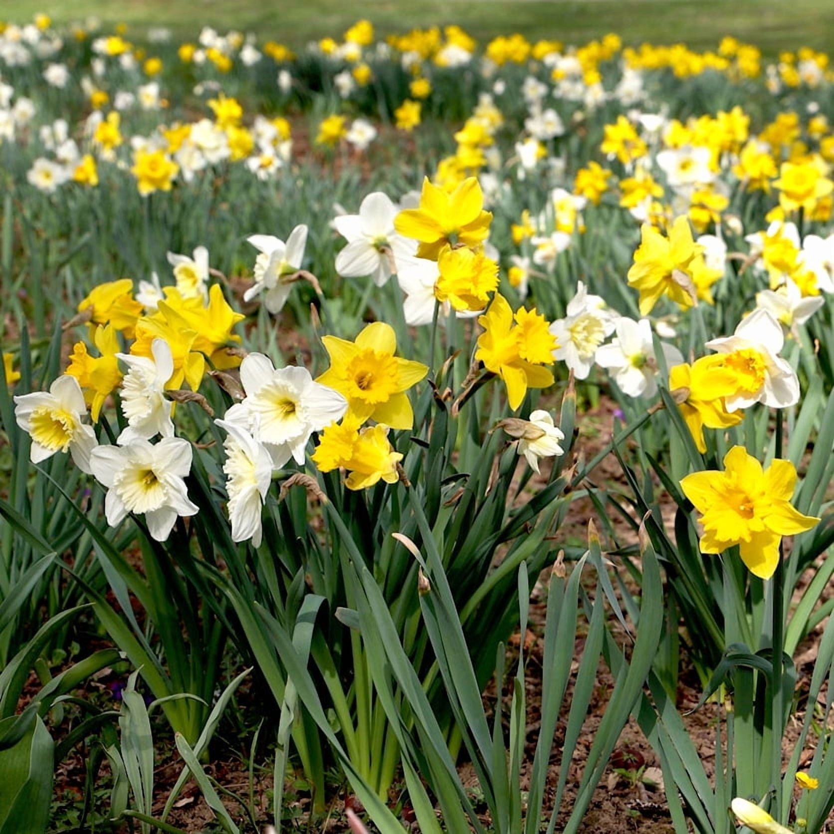 75 Mixed Daffodil Bulbs Bulk Pack of Spring-Blooming Narcissus Deer Resistant & Cold Hardy