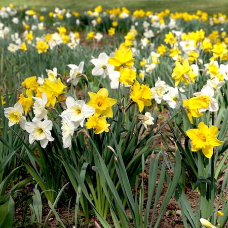 75 Mixed Daffodil Bulbs – Bulk Pack of Spring-Blooming Narcissus – Deer Resistant & Cold Hardy