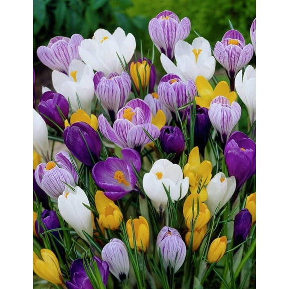Willard & May Mixed Giant Crocus - 25 Bulbs - Assorted Colors