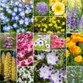 thumbnail image 1 of Willard & May Northwest All Perennial Wildflower Seed Mix, Cool Climate Flowers for Full Sun, Pollinator Friendly, Easy Grow Bulk Seeds (1/4 Pound), 1 of 5