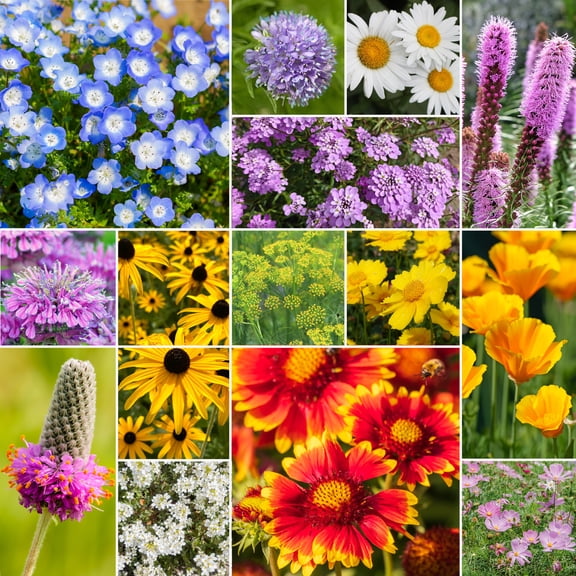 Willard & May All Pollinator Attracting Wildflower Seed Mix, 25,000 to 500,000+ Flower Seeds, 15 Varieties, Heat and Drought Tolerant, Pollinator Friendly, Plant in Spring or Fall (1 Ounce)