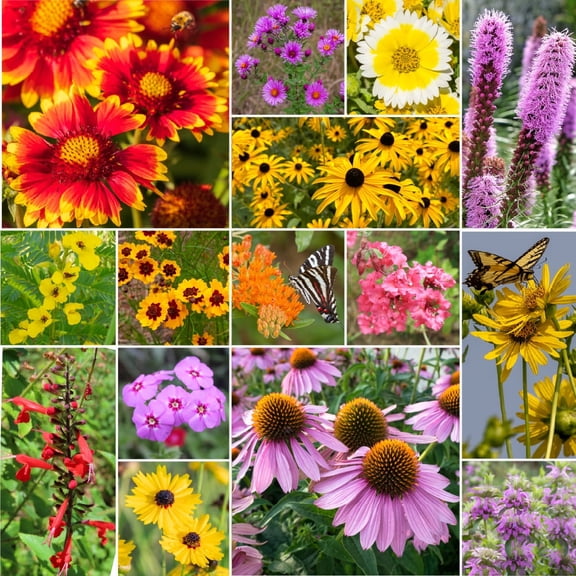 Willard & May Southeast All Perennial Wildflower Seed Mix, 500,000+ Flower Seeds, 15 Varieties, Pollinator Flowers, Full Sun, Easy Direct Sow Bulk Seeds, Plant in Spring or Fall (1 Pound)