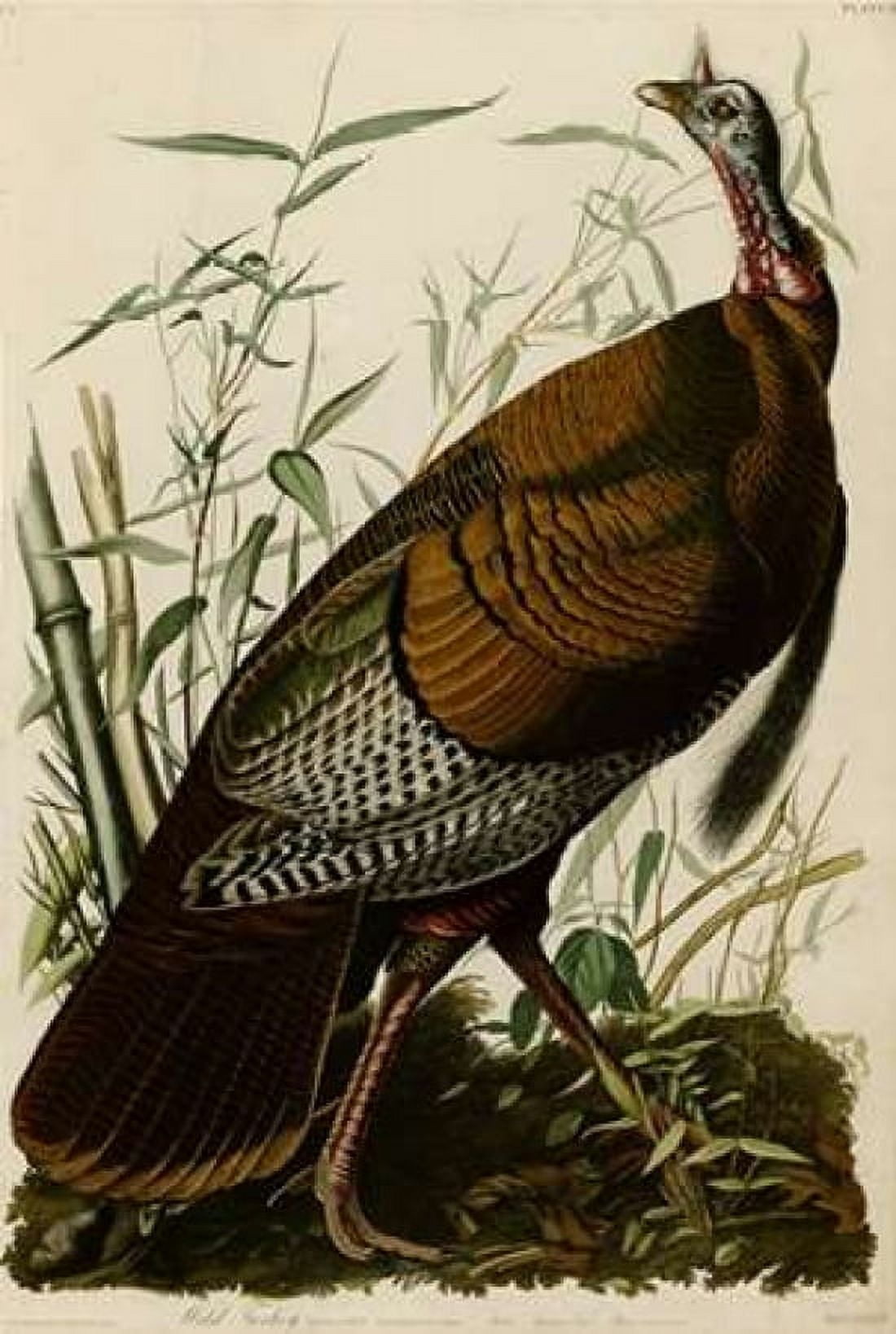 Willd Turkey Canvas Art - John James Audubon (24 x 36)