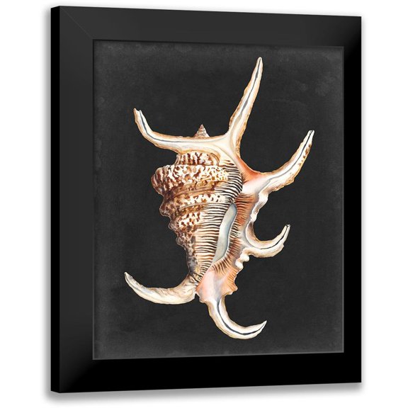 Willett, Michael 12x14 Black Modern Framed Museum Art Print Titled - Graphic Spider Conch