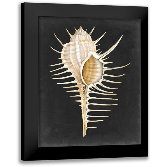 Willett, Michael 15x18 Black Modern Framed Museum Art Print Titled - Graphic Spiny Murex