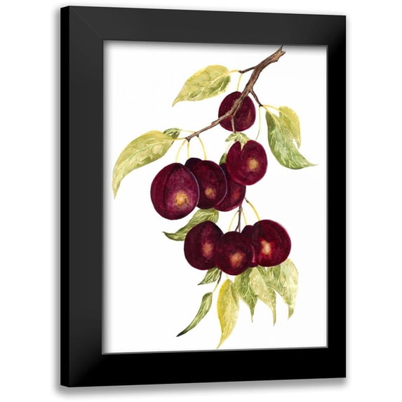 Willett, Michael 19x24 Black Modern Framed Museum Art Print Titled - Watercolor Plums