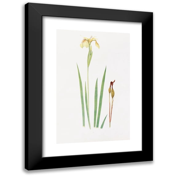 William Rickatson Dykes 11x14 Black Modern Framed Museum Art Print Titled - Iris Wilson (1913)