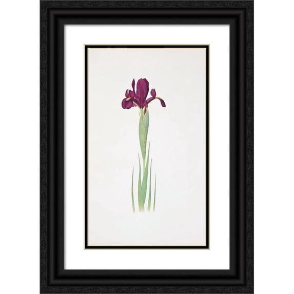 William Rickatson Dykes 12x18 Black Ornate Wood Framed Double Matted Museum Art Print Titled - Iris Filifolia (1913)