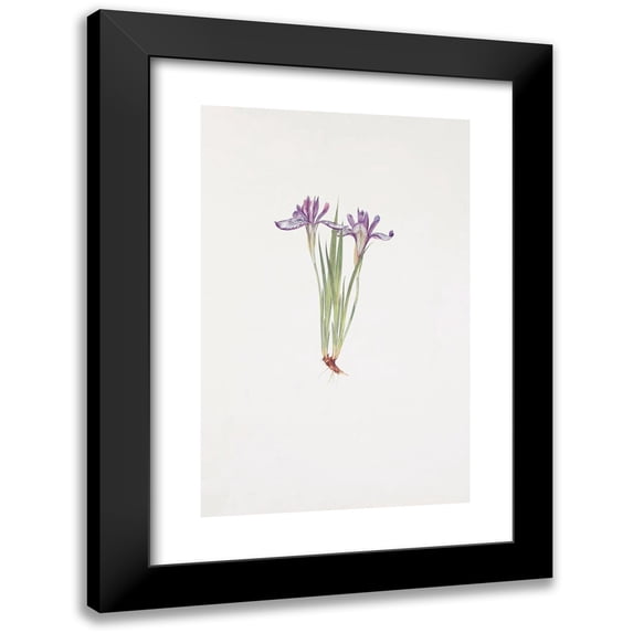 William Rickatson Dykes 13x18 Black Modern Framed Museum Art Print Titled - Iris Ruthenica (1913)